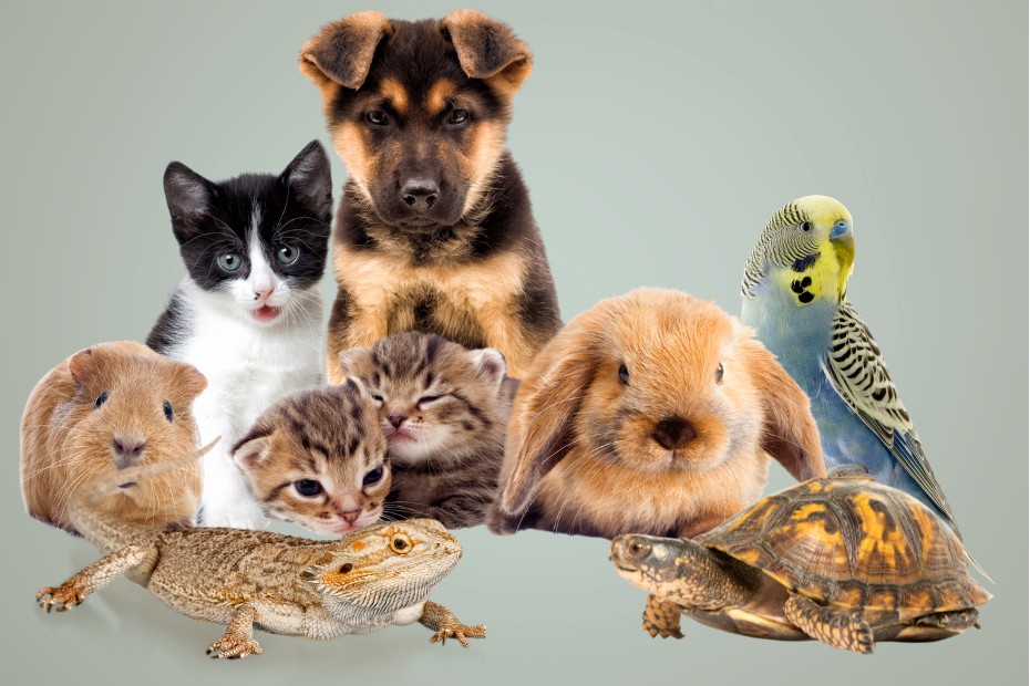 Blessing of pets at All Saints' Westboro